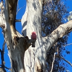 Eolophus roseicapilla (Galah) at Deakin, ACT - 15 Jul 2022 by KL