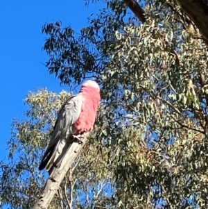 Eolophus roseicapilla at Deakin, ACT - 15 Jul 2022