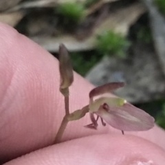 Cyrtostylis reniformis (Common Gnat Orchid) at Fingal Bay, NSW - 7 Jul 2022 by Tapirlord