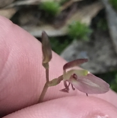 Cyrtostylis reniformis (Common Gnat Orchid) by Tapirlord