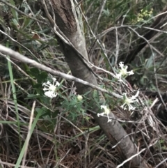 Pimelea linifolia (Slender Rice Flower) at Fingal Bay, NSW - 7 Jul 2022 by Tapirlord