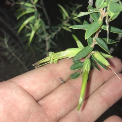 Styphelia viridis subsp. viridis (Green Five Corners) at Fingal Bay, NSW - 7 Jul 2022 by Tapirlord