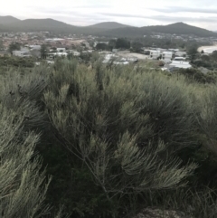 Allocasuarina distyla (Shrubby Sheoak) at Fingal Bay, NSW - 7 Jul 2022 by Tapirlord