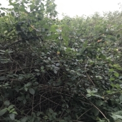 Lantana camara (Lantana) at Fingal Bay, NSW - 7 Jul 2022 by Tapirlord