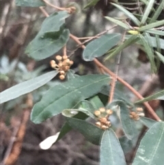 Phebalium squamulosum (Scaly Phebalium) at Fingal Bay, NSW - 7 Jul 2022 by Tapirlord