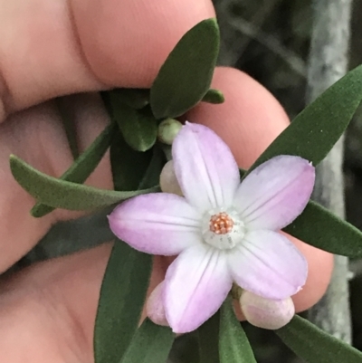 Eriostemon australasius (Pink Wax Flower) at Fingal Bay, NSW - 7 Jul 2022 by Tapirlord