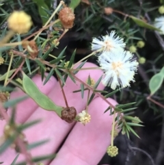 Acacia ulicifolia (Prickly Moses) at Fingal Bay, NSW - 7 Jul 2022 by Tapirlord