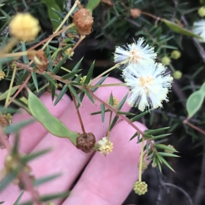 Acacia ulicifolia (Prickly Moses) at Fingal Bay, NSW - 7 Jul 2022 by Tapirlord