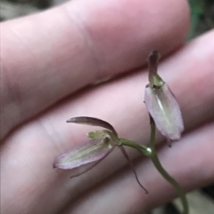 Cyrtostylis reniformis (Common Gnat Orchid) by Tapirlord