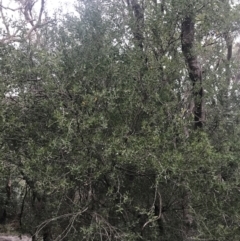 Leptospermum laevigatum (Coast Teatree) at Fingal Bay, NSW - 7 Jul 2022 by Tapirlord