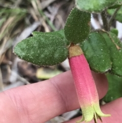 Correa reflexa var. reflexa (Common Correa, Native Fuchsia) at Fingal Bay, NSW - 7 Jul 2022 by Tapirlord