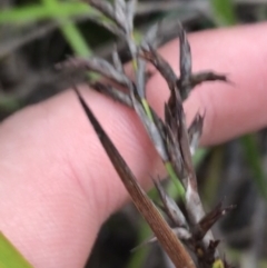 Lepidosperma (genus) (A Sword Sedge) at Fingal Bay, NSW - 7 Jul 2022 by Tapirlord