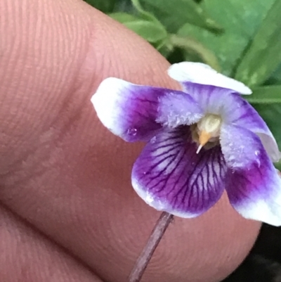 Viola banksii (Native Violet) at Fingal Bay, NSW - 7 Jul 2022 by Tapirlord