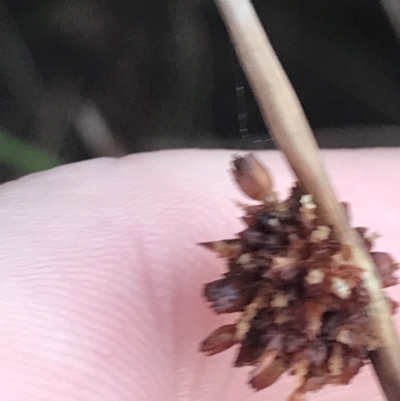 Ficinia nodosa (Knobby Club-rush) at Fingal Bay, NSW - 7 Jul 2022 by Tapirlord