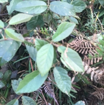 Kennedia rubicunda (Dusky Coral Pea) at Fingal Bay, NSW - 7 Jul 2022 by Tapirlord