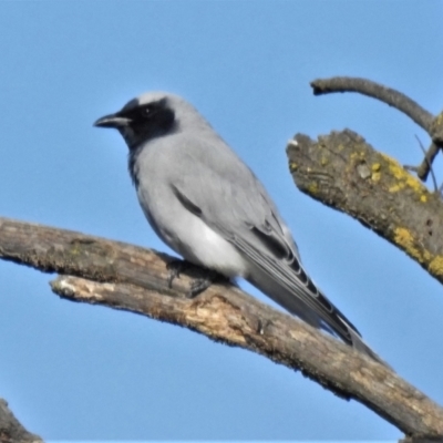 Coracina novaehollandiae (Black-faced Cuckooshrike) at Bullen Range - 12 Jul 2022 by JohnBundock