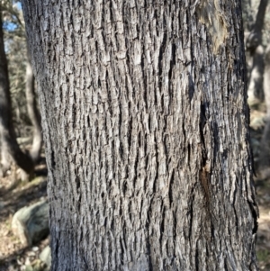 Eucalyptus albens at Mount Mugga Mugga - 15 Jul 2022 12:30 PM