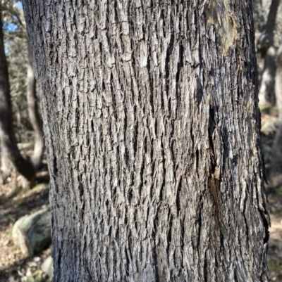 Eucalyptus albens (White Box) at Symonston, ACT - 15 Jul 2022 by RAllen