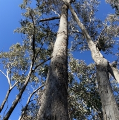 Eucalyptus albens at Mount Mugga Mugga - 15 Jul 2022 12:30 PM