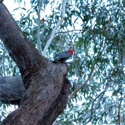 Callocephalon fimbriatum (Gang-gang Cockatoo) at Penrose, NSW - 14 Jul 2022 by Aussiegall