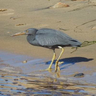 Egretta sacra (Eastern Reef Egret) at Mallacoota, VIC - 15 Jul 2022 by GlossyGal