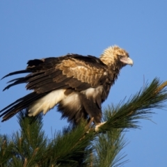 Aquila audax (Wedge-tailed Eagle) at Bungendore, NSW - 15 Jul 2022 by jb2602