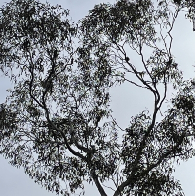 Lathamus discolor (Swift Parrot) at Jerrabomberra, NSW - 16 Jul 2022 by Mavis