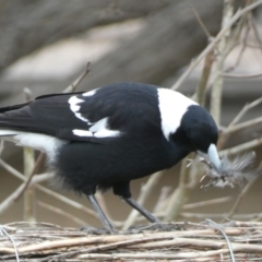 Gymnorhina tibicen (Australian Magpie) at McKellar, ACT - 6 Jul 2022 by Birdy