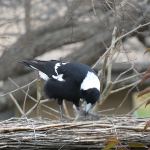 Gymnorhina tibicen at McKellar, ACT - 6 Jul 2022