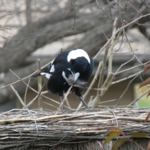 Gymnorhina tibicen at McKellar, ACT - 6 Jul 2022