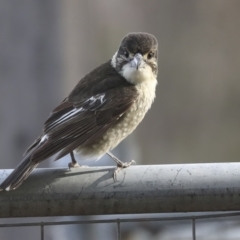 Cracticus torquatus at Higgins, ACT - 16 Jul 2022