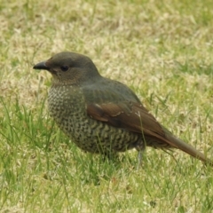 Ptilonorhynchus violaceus (Satin Bowerbird) at Mallacoota, VIC - 16 Jul 2022 by GlossyGal