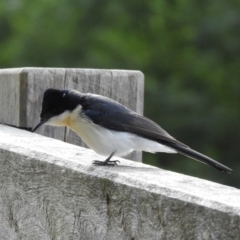 Myiagra inquieta (Restless Flycatcher) at Mallacoota, VIC - 16 Jul 2022 by GlossyGal