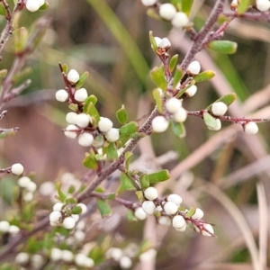 Cryptandra amara at Captains Flat, NSW - 16 Jul 2022 02:20 PM