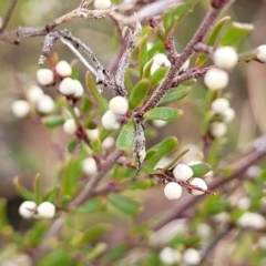 Cryptandra amara at Captains Flat, NSW - 16 Jul 2022 02:20 PM