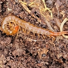 Cormocephalus sp.(genus) (Scolopendrid Centipede) at Captains Flat, NSW - 16 Jul 2022 by trevorpreston