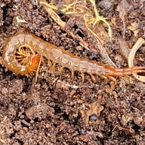 Cormocephalus sp.(genus) at Captains Flat, NSW - 16 Jul 2022