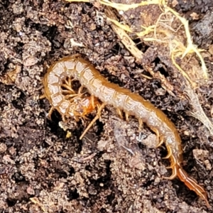 Cormocephalus sp.(genus) at Captains Flat, NSW - 16 Jul 2022