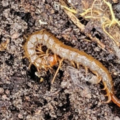 Cormocephalus sp.(genus) at Captains Flat, NSW - 16 Jul 2022