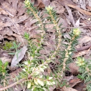 Melichrus urceolatus at Captains Flat, NSW - 16 Jul 2022 02:13 PM