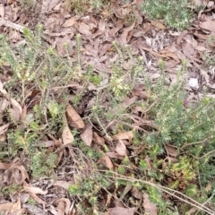 Melichrus urceolatus at Captains Flat, NSW - 16 Jul 2022 02:13 PM