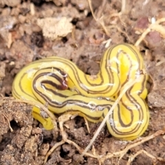 Caenoplana sulphurea at Primrose Valley, NSW - 16 Jul 2022 02:03 PM