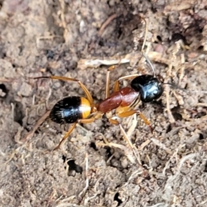 Camponotus consobrinus at Primrose Valley, NSW - 16 Jul 2022 02:03 PM