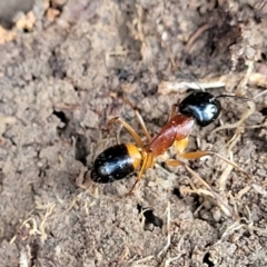 Camponotus consobrinus at Primrose Valley, NSW - 16 Jul 2022 02:03 PM