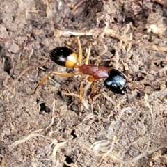 Camponotus consobrinus at Primrose Valley, NSW - 16 Jul 2022 02:03 PM