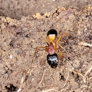 Camponotus consobrinus at Primrose Valley, NSW - 16 Jul 2022