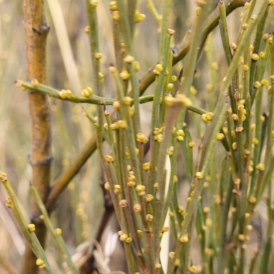 Exocarpos strictus (Dwarf Cherry) at Primrose Valley, NSW - 16 Jul 2022 by trevorpreston