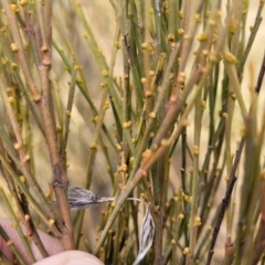 Exocarpos strictus at Primrose Valley, NSW - 16 Jul 2022