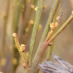 Exocarpos strictus at Primrose Valley, NSW - 16 Jul 2022