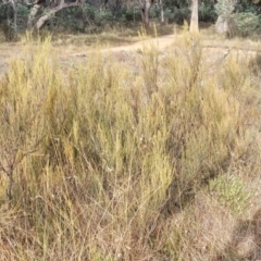 Exocarpos strictus at Primrose Valley, NSW - 16 Jul 2022